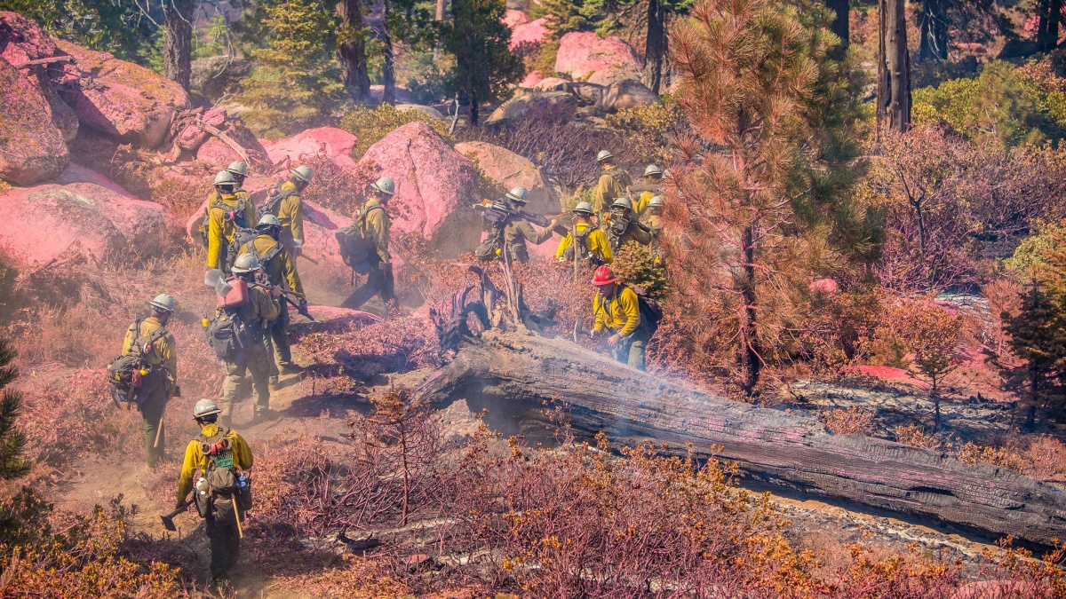 About a dozen firefighters wearing yellow shirts and protective gear carry tools through a recently burned forest dusted with pink fire retardant powder.