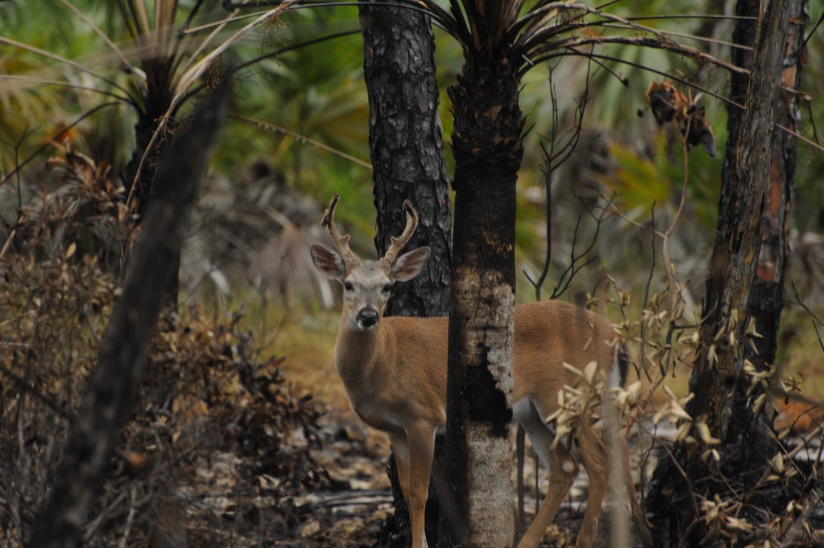 A deer with large antlers looks up at the camera while standing in a recently burned forest.