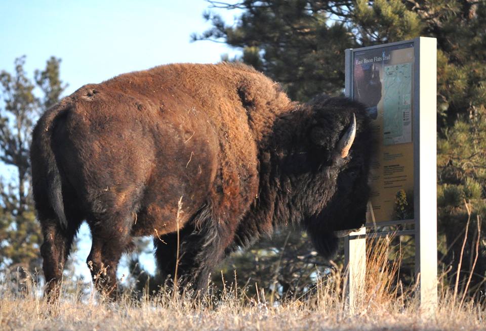 A bison standing in front of a park information sign.