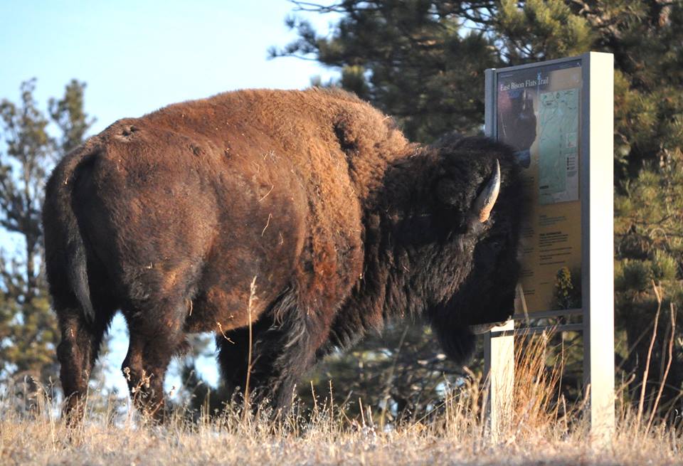 How much does a bison weigh?