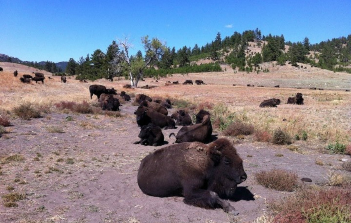 A small herd of bison lounging in the dirt.