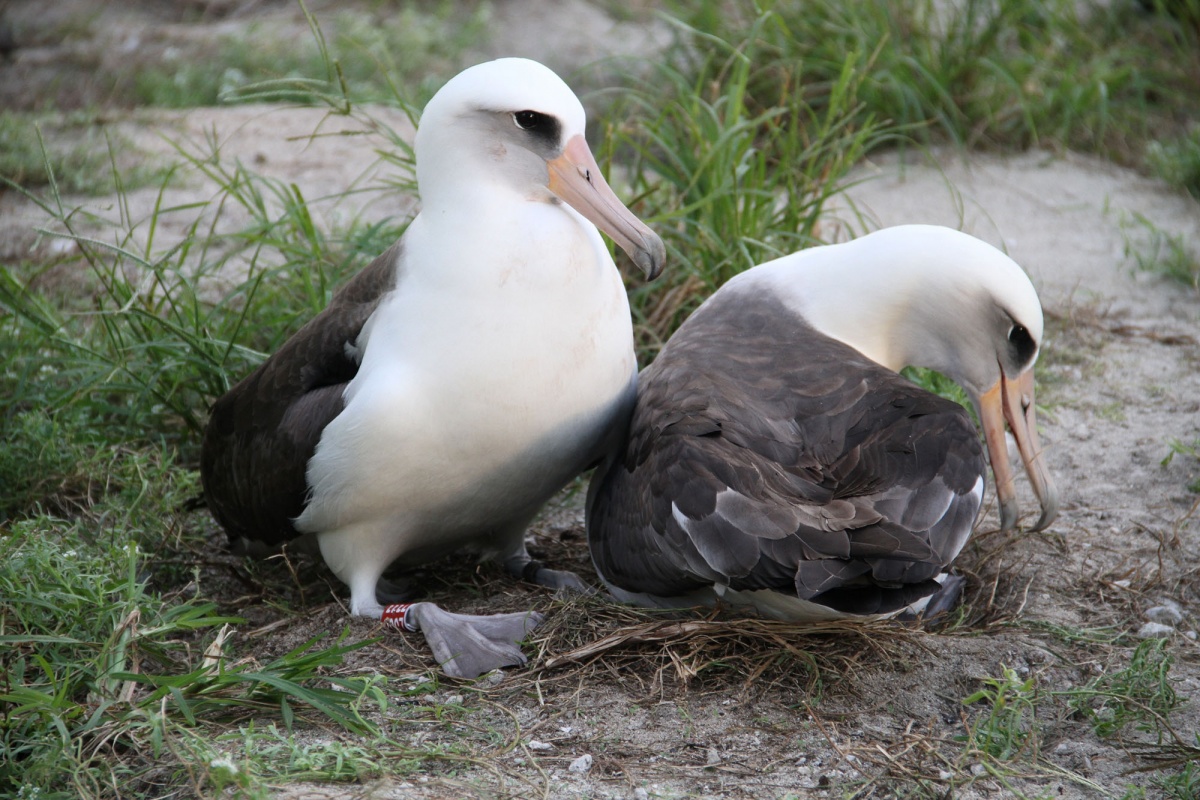a bird looks down at its nest on the ground as its mate looks at it
