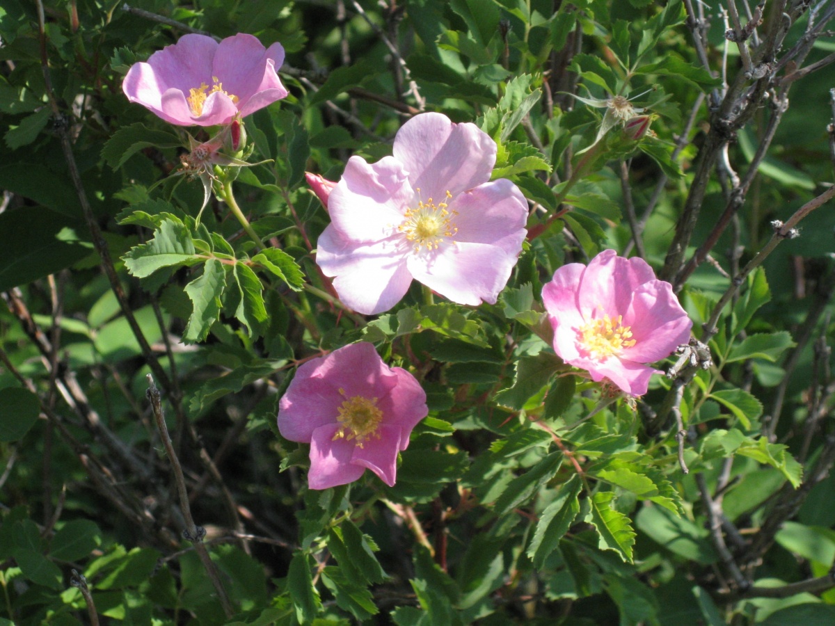 Bright pink flowers with yellow middles stem off a leafy green bush.