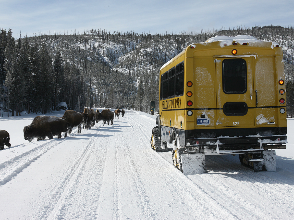 A snowcoach on a snow covered rode with Bison