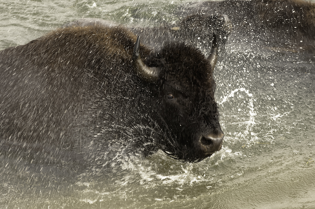 A bison charging through a river.