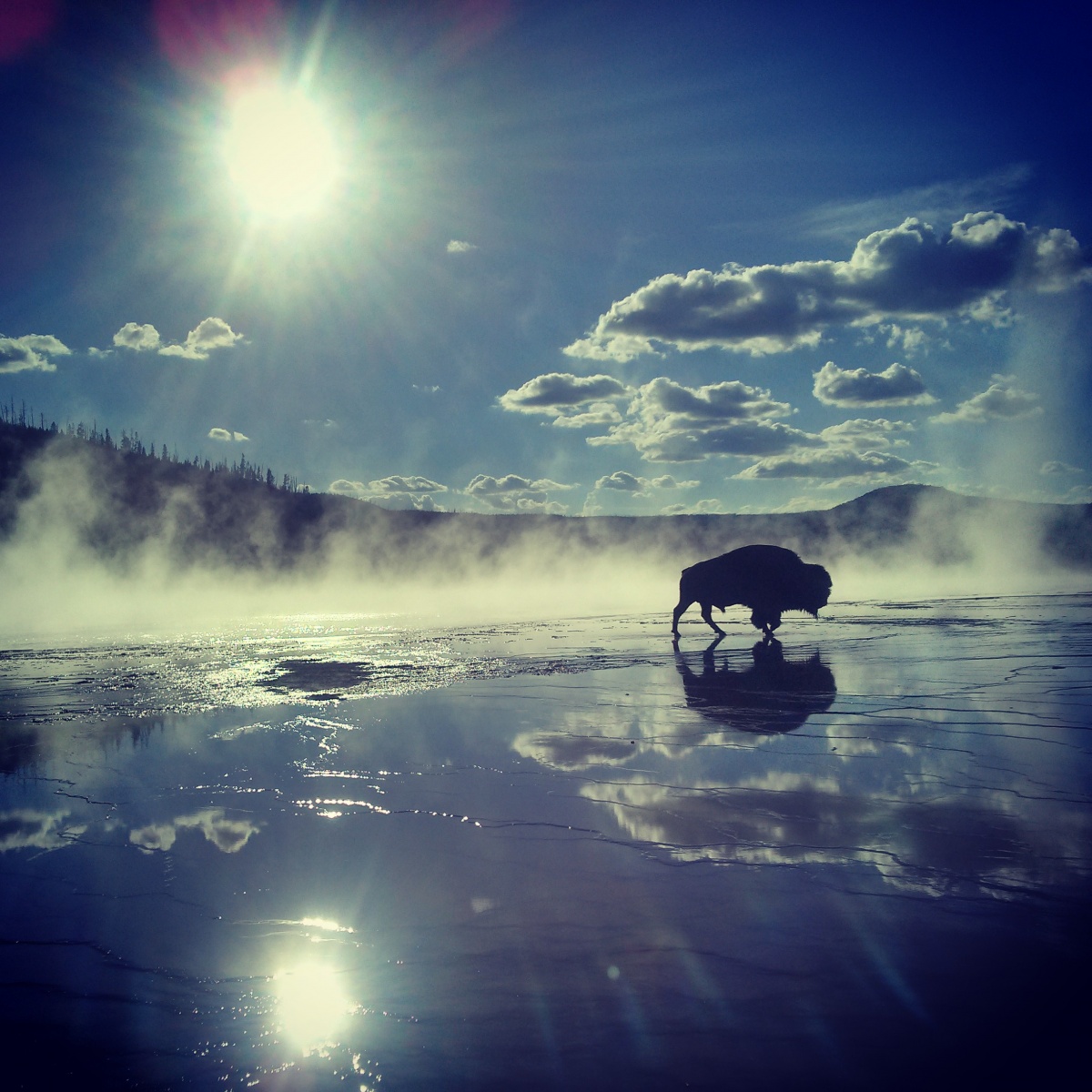 A bison walking by a steaming hot spring in bright sunlight.