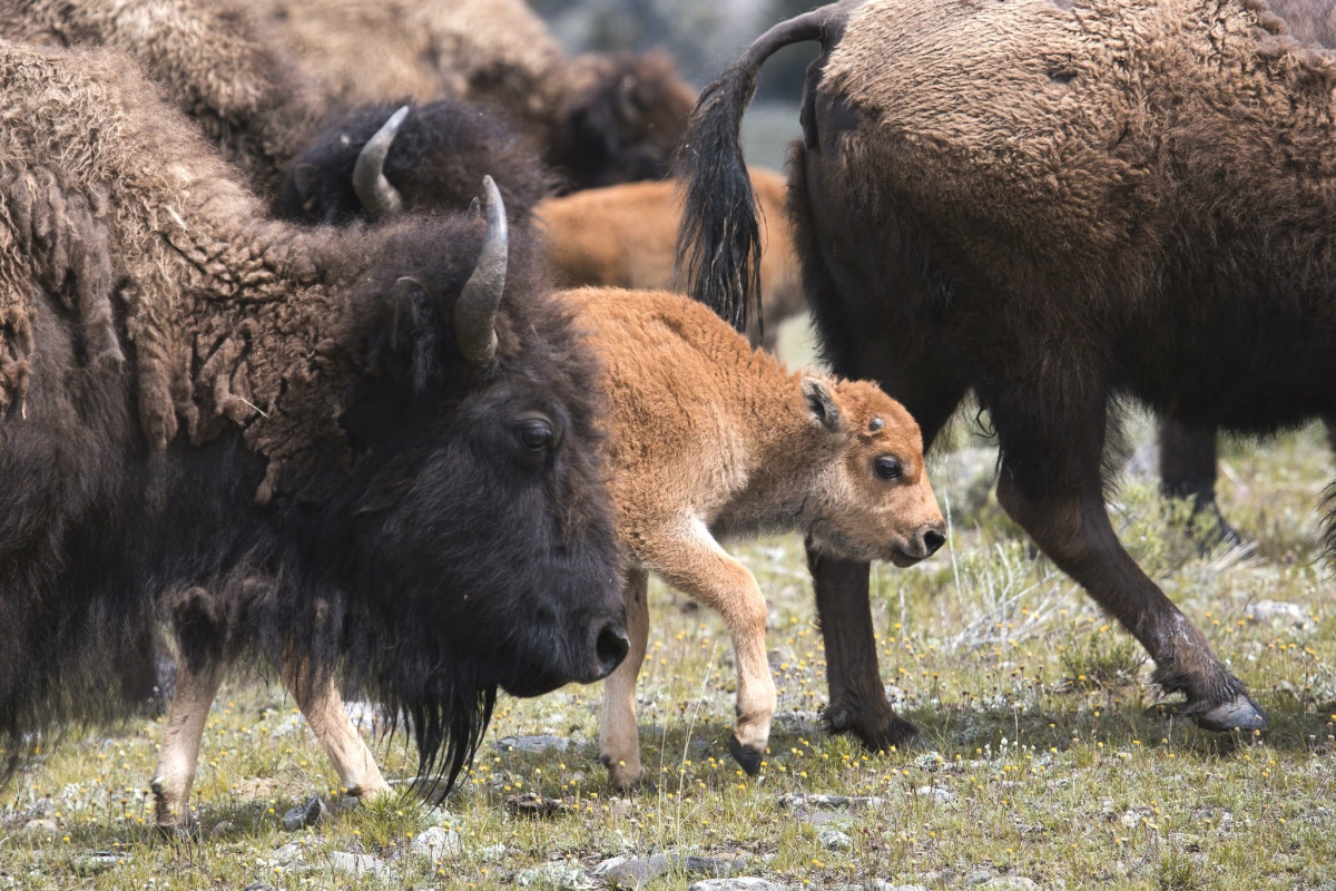 Several baby bison walking with large brown adult bison.