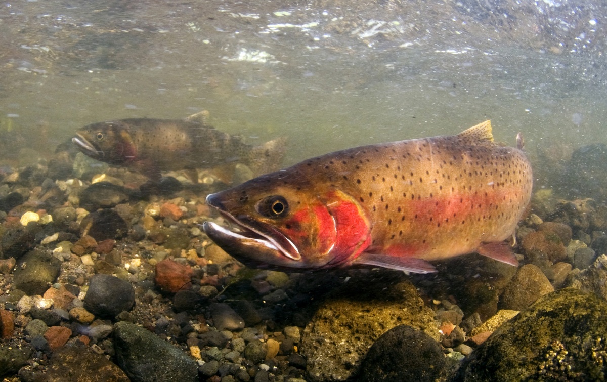 Two large brown fish with red spots swim in a shallow river.
