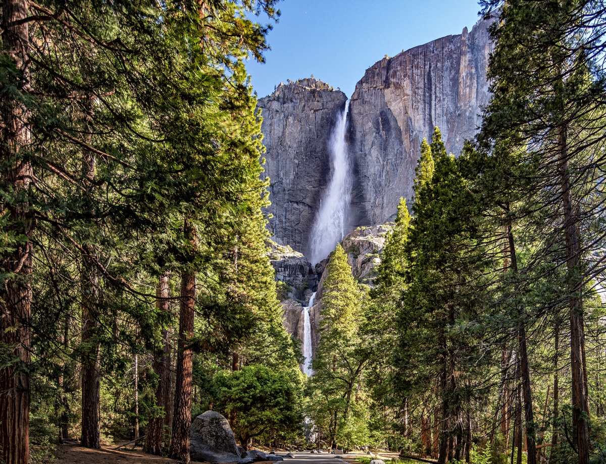 13 Remarkable Trees to See on Public Lands | U.S ...