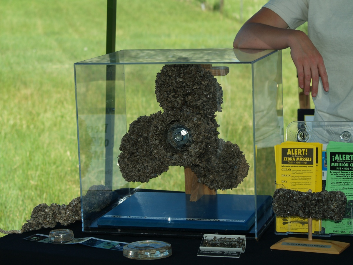 A glass enclosed display of a large colony of zebra mussels growing on a boat propeller.