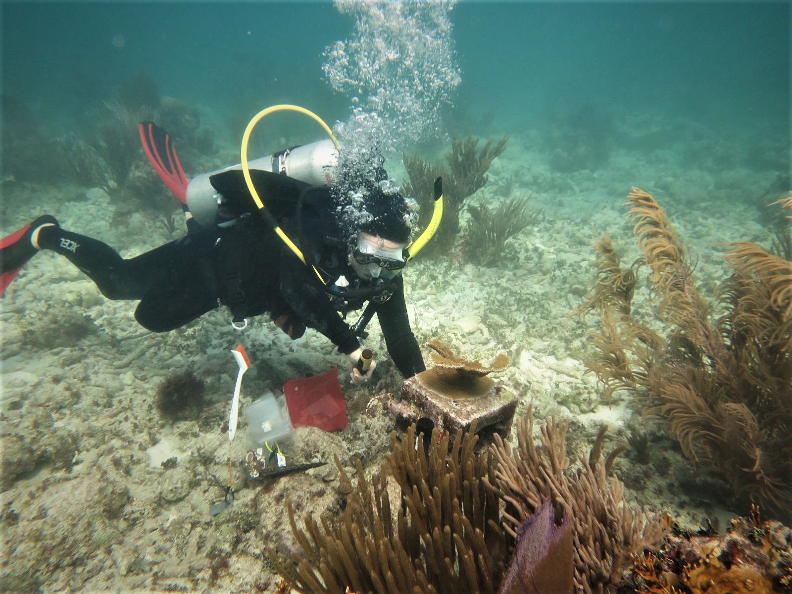 Dr. Kuffner examines coral in scuba gear.