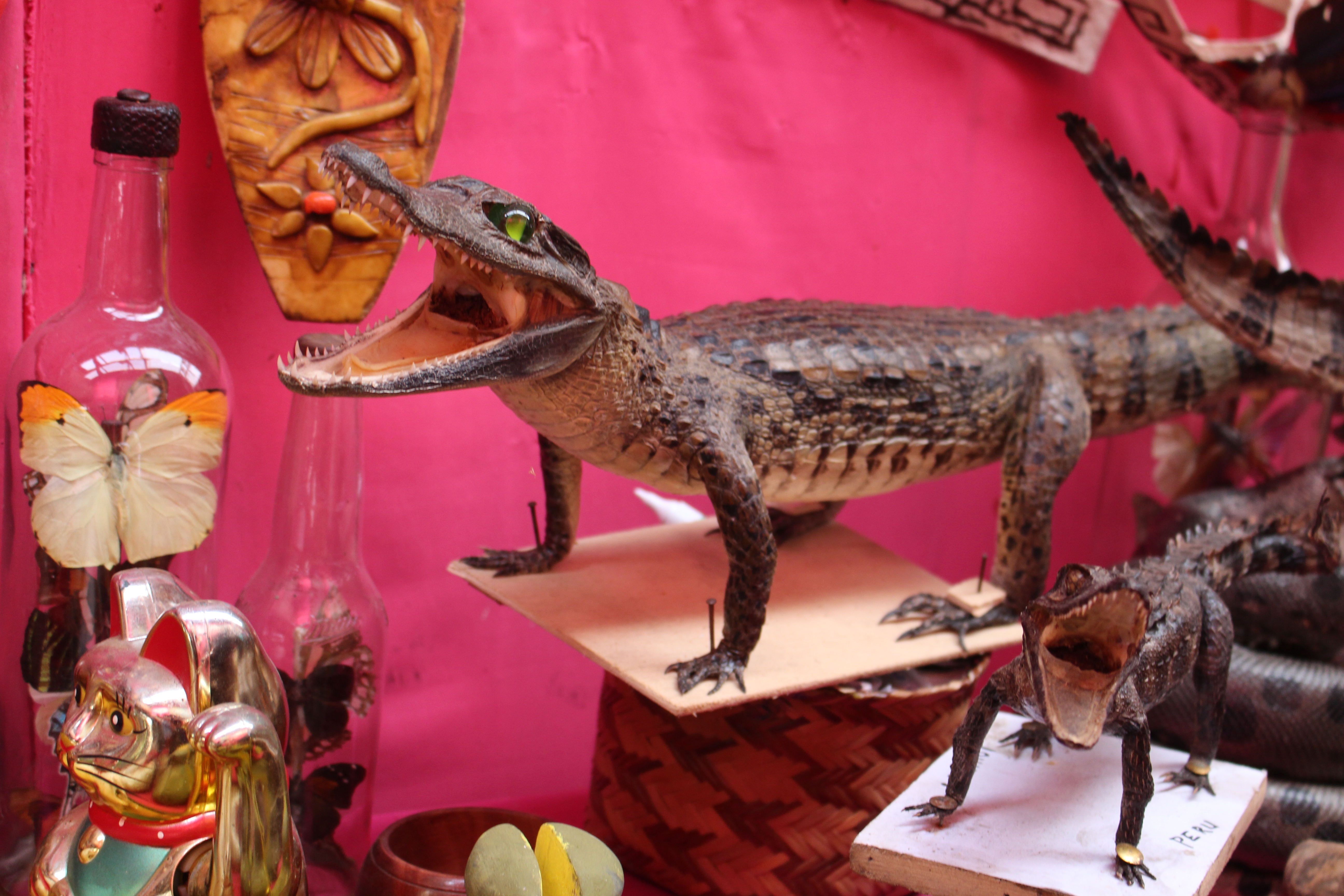 two stuffed alligators on stands and a butterfly in a jar representing the wildlife market
