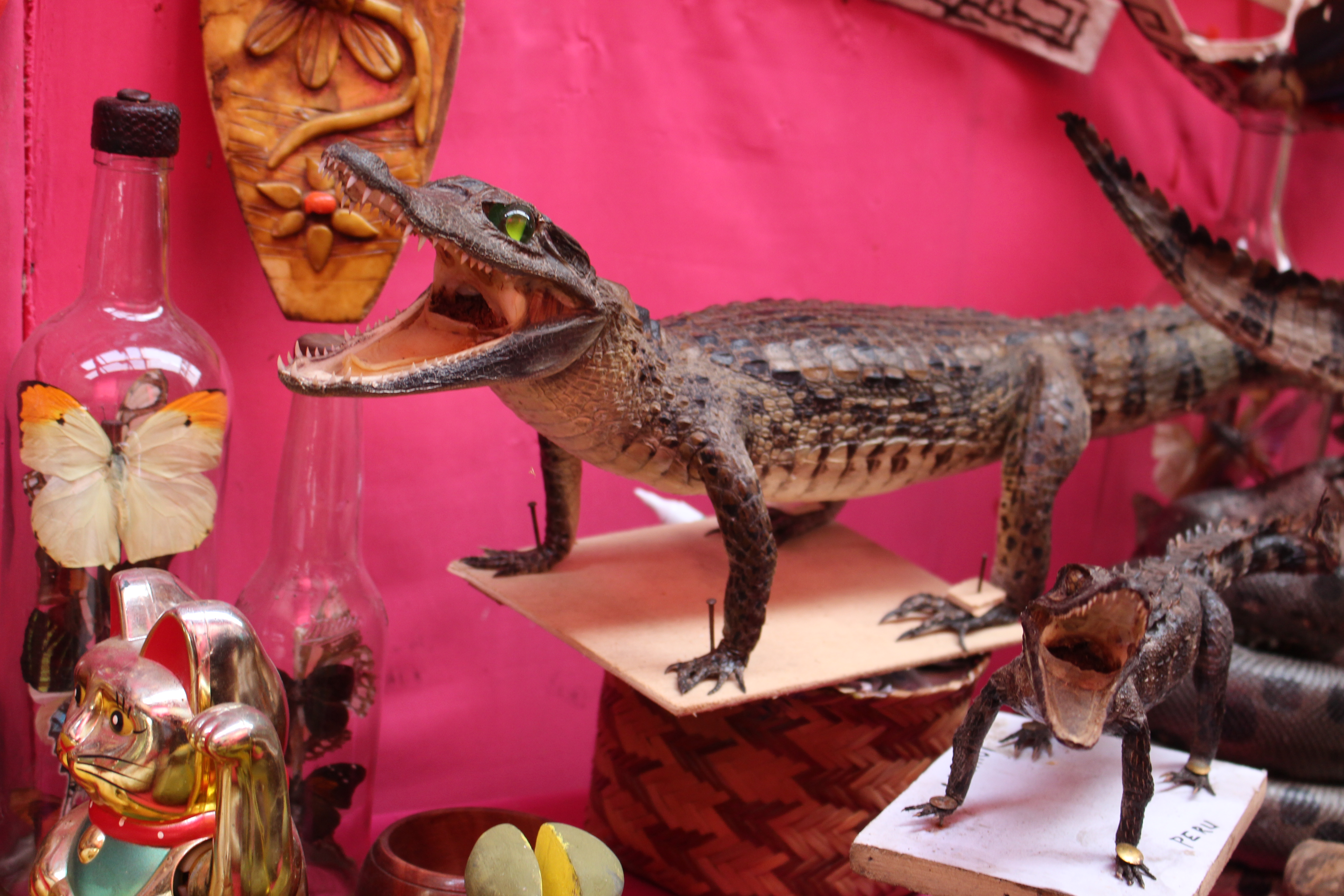 10 Things Poachers Don't Want You to Know about Wildlife Trafficking . Department of the Interior 10 Things Poachers Don't Want You to Know about Wildlife Trafficking . Department of the Interior
