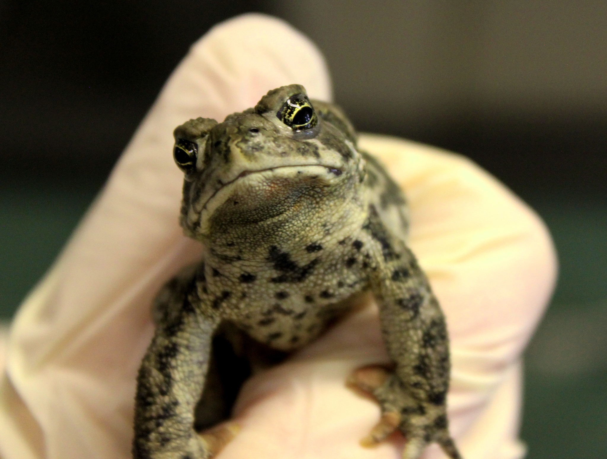 Close-up of a spotted toad in a gloved hand.