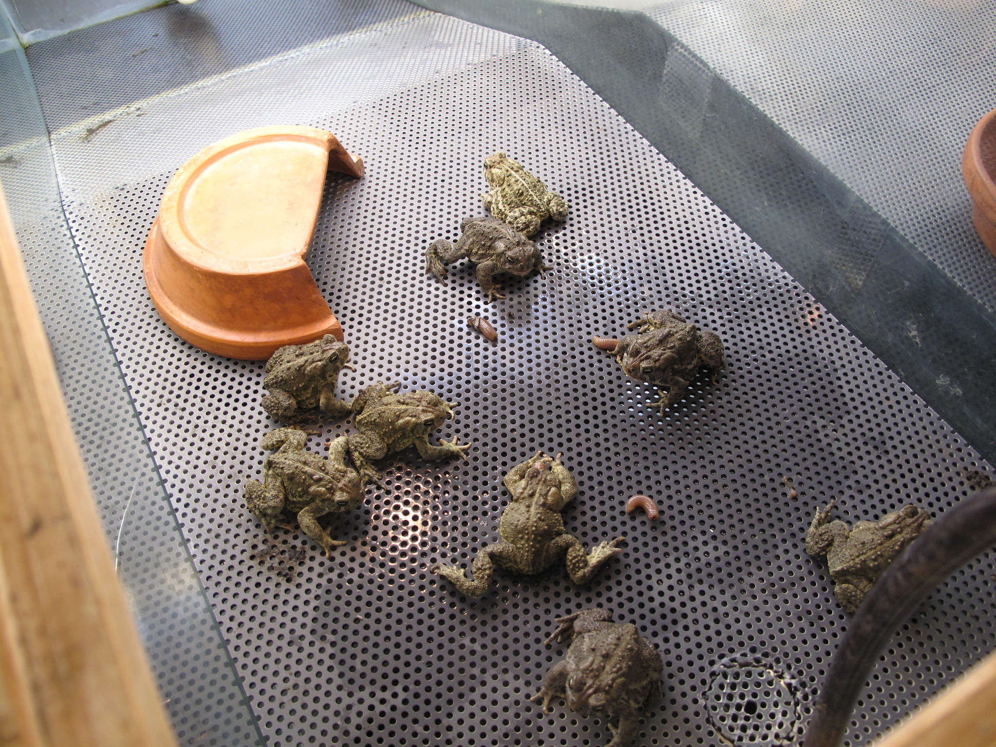 Captive Wyoming toads in a tank with worms.