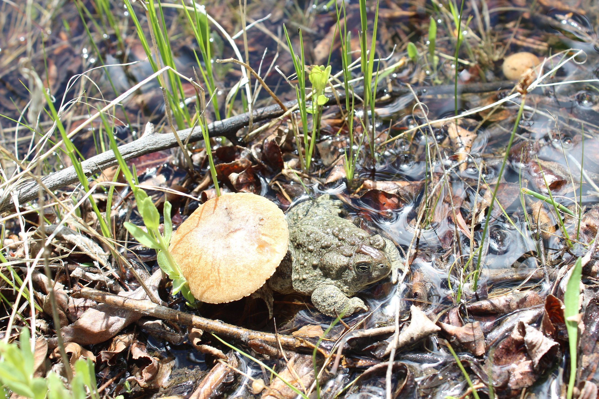 Toad sits next to a toadstool in the sun.