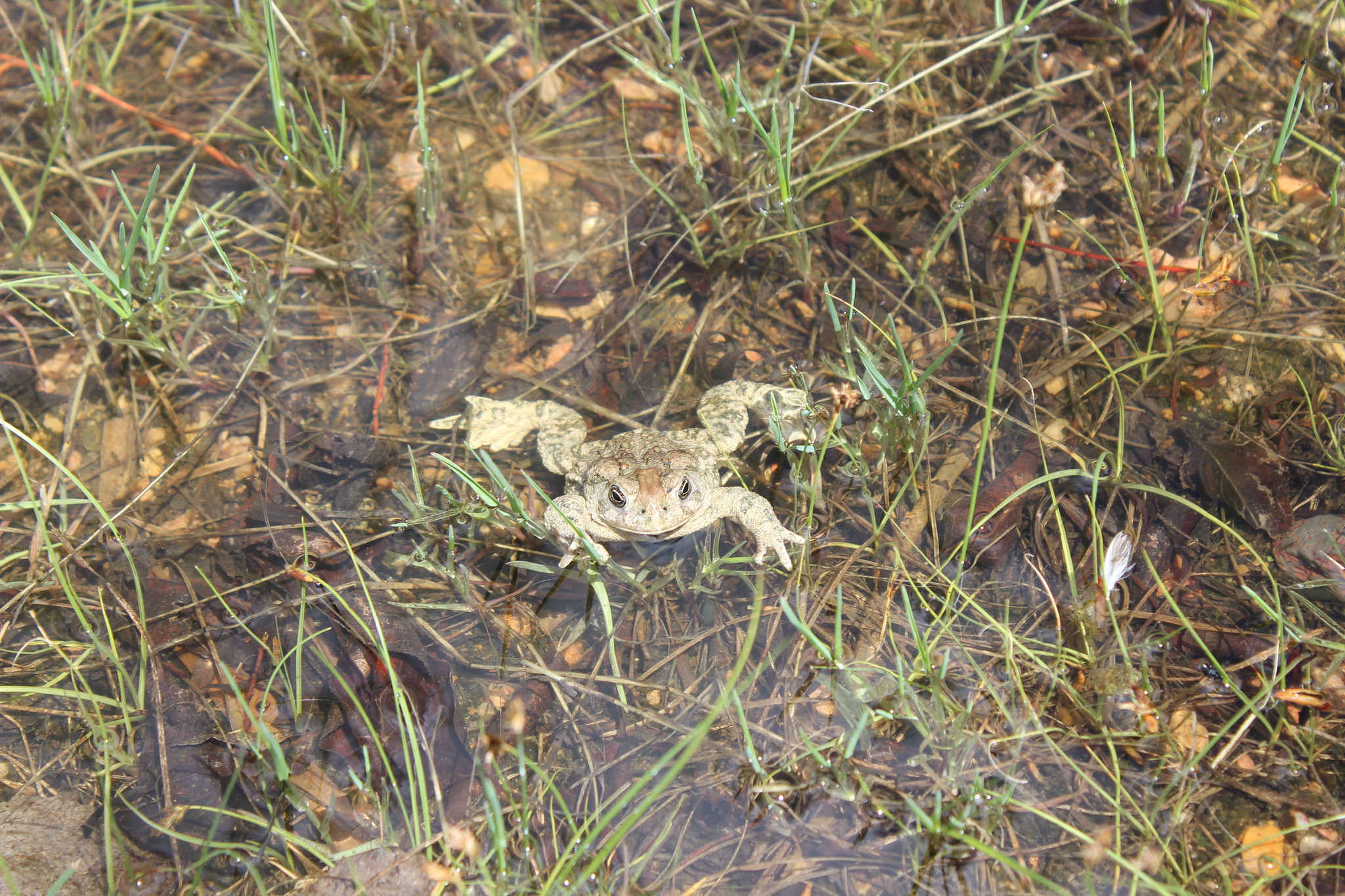 Toad floats in shallow, grassy water.