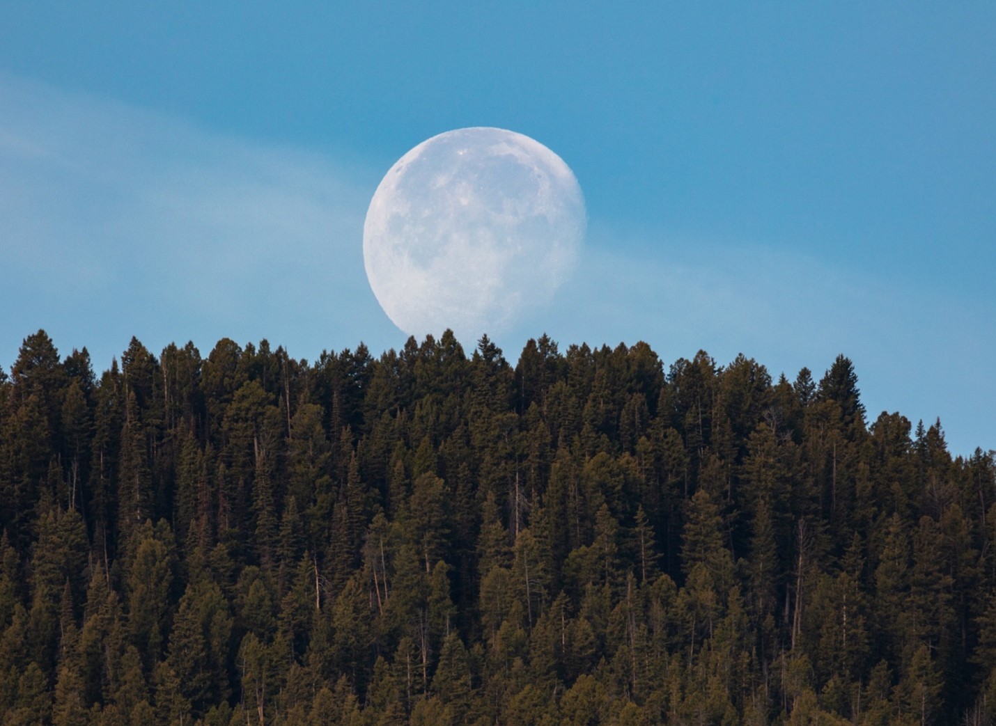 The moon is visible over a dense pine forest.