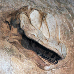 A majestic skull of the giant plant-eating dinosaur Camarasaurus gazes down on visitors in the Quarry Exhibit Hall. (NPS)