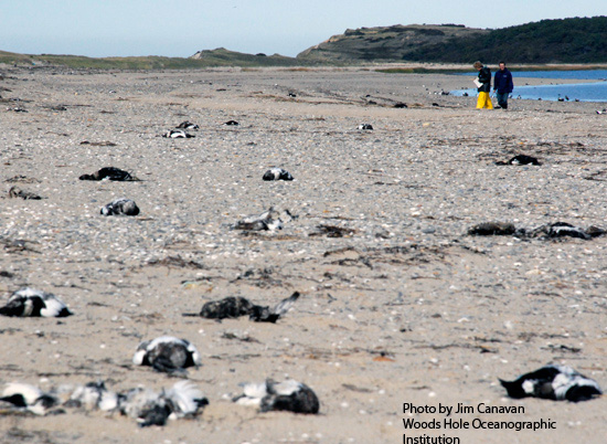 Damage Assessment of Dead Eiders