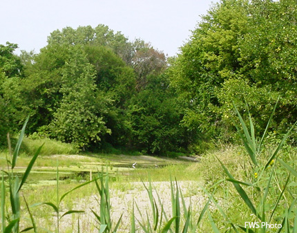 Grand Calumet Egret